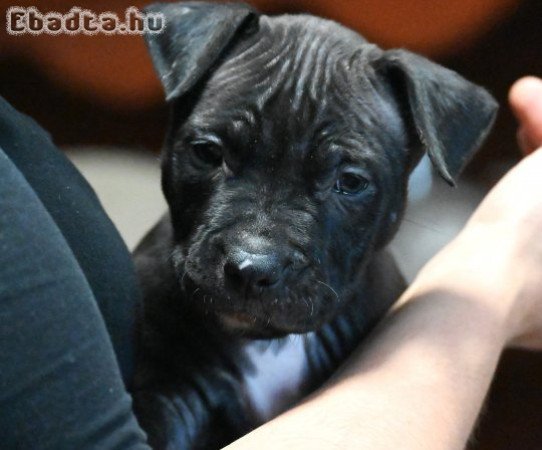 Amerikai Staffordshire Terrier