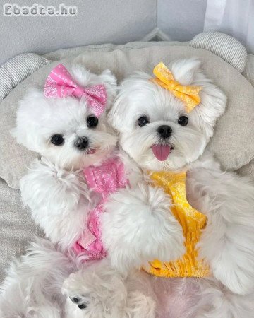 Máltai selyemkutyák