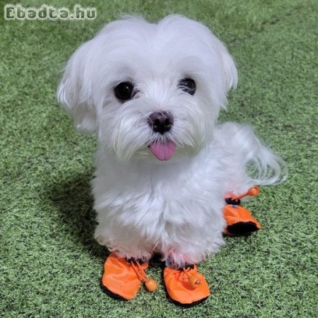 Máltai selyemkutyák