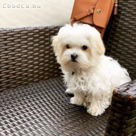 Máltai selyemkutyák