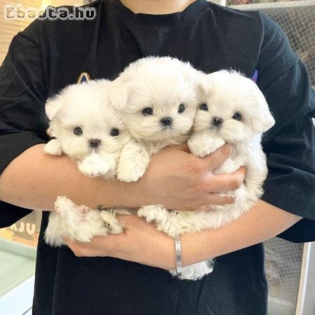 Máltai selyemkutyák