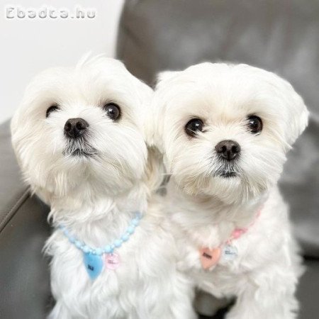 Máltai selyemkutyák