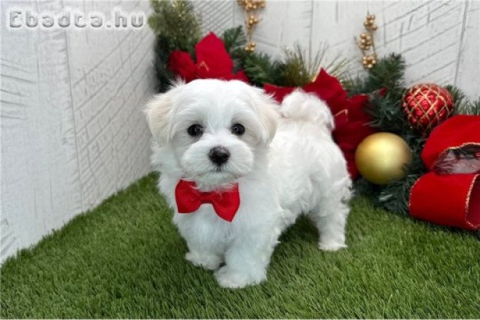 Máltai selyemkutyák