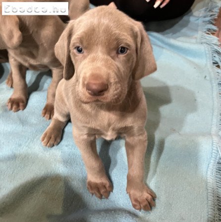 Weimari vizsla kiskutyák