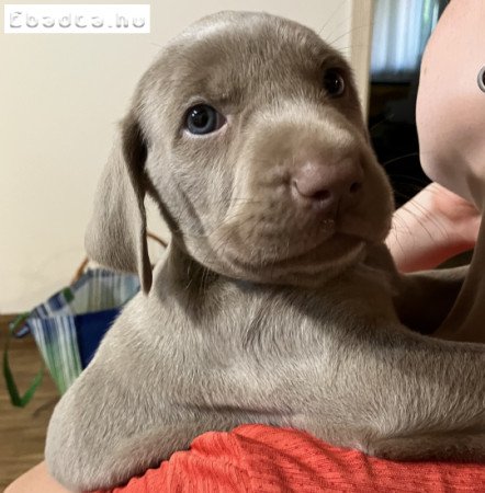 Weimari vizsla kiskutyák