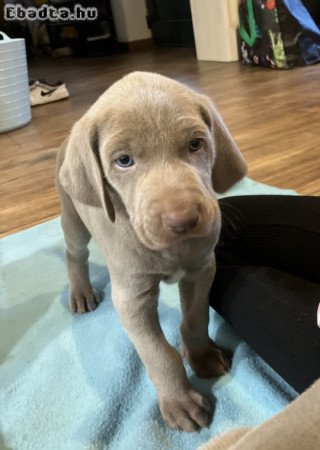 Weimari vizsla kiskutyák