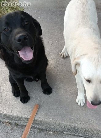 Fajtiszta Labrador Kan