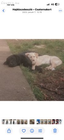 Fajtiszta Labrador Kan