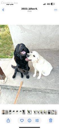 Fajtiszta Labrador Kan