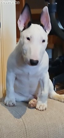 Bulterrier kölyök