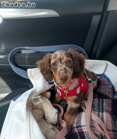 Adorable chocolate mini longhair dachshund