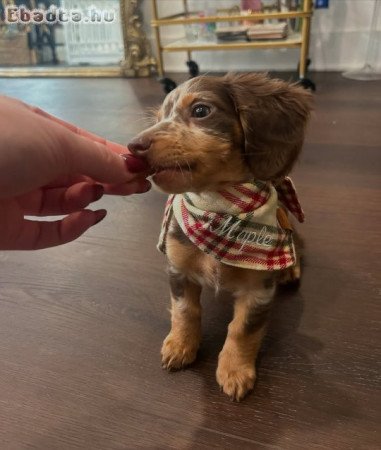 Adorable chocolate mini longhair dachshund
