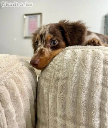 Adorable chocolate mini longhair dachshund