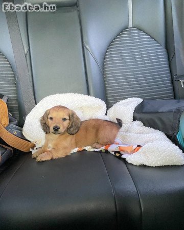 Adorable longhair mini dachshund