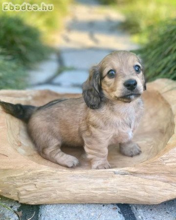 Adorable longhair mini dachshund