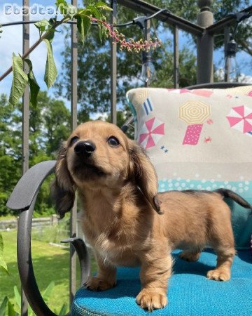 Adorable longhair mini dachshund