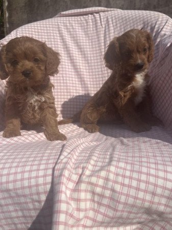 cavapoo