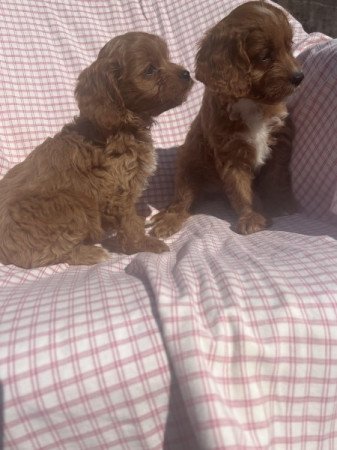 cavapoo