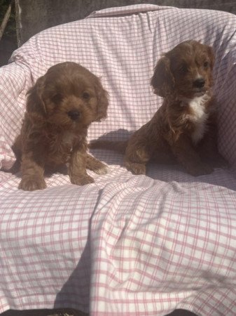 cavapoo