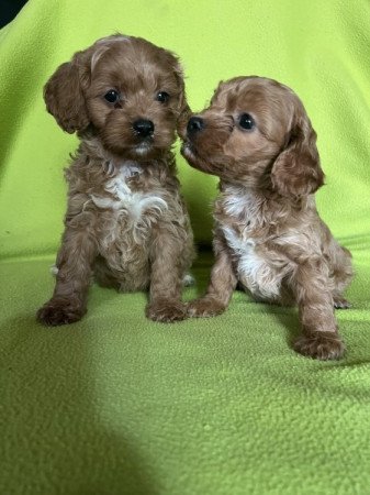cavapoo