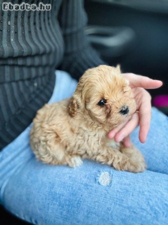 Elment egy nőstény maltipoo