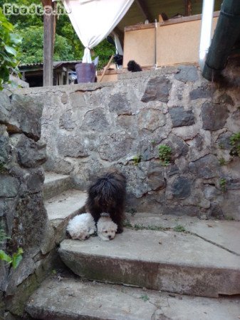 Puli kiskutyák eladók