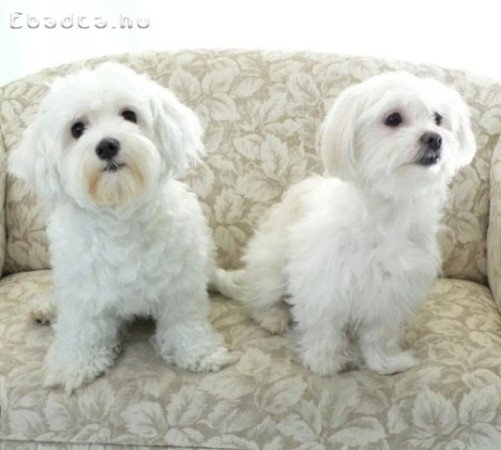 Bichon Máltai