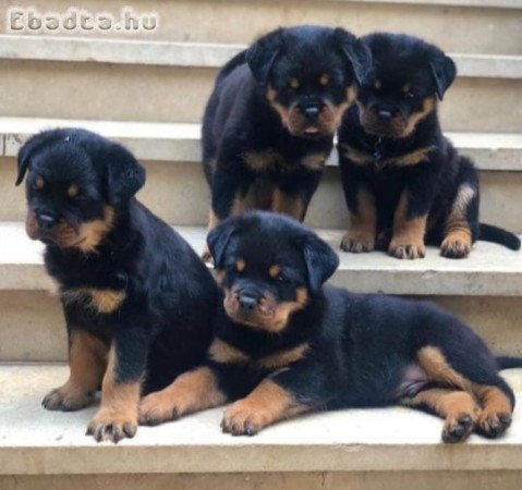 Rottweiler kölykök eladók