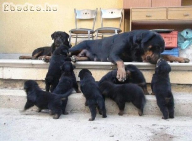 Rottweiler kölykök eladók