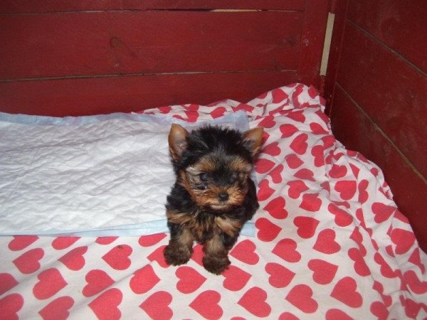 yorkshire terrier