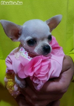 A Princess mini chihuahuák