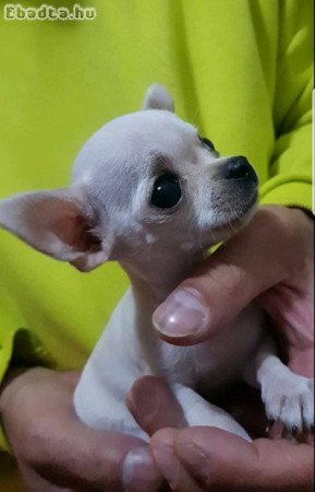 A Princess mini chihuahuák