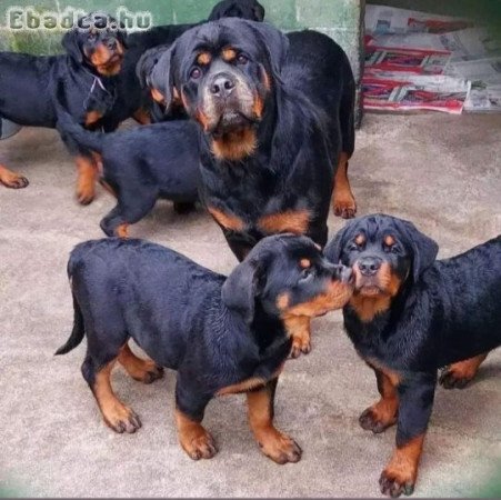 Rottweiler kölykök eladók
