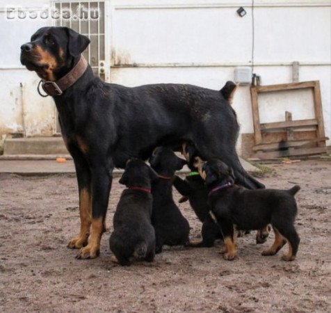 Rottweiler kölykök eladók