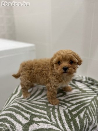 Elment egy nőstény maltipoo