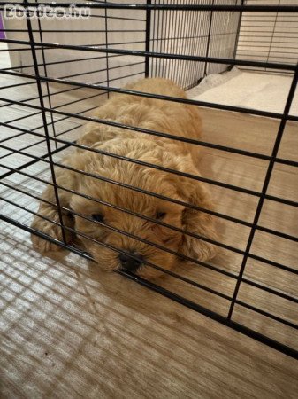 Elment egy nőstény maltipoo