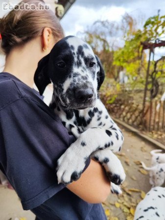 Fajtatiszta dalmata kiskutyák eladók!