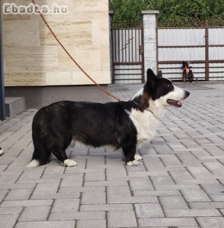 Növendék Corgi szuka