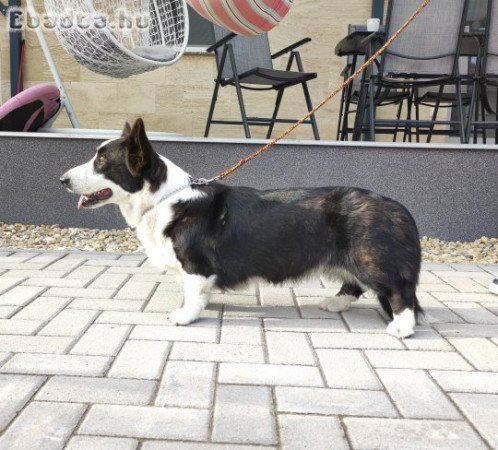 Növendék Corgi szuka