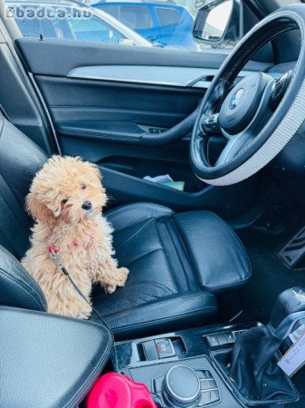 Elment egy nőstény maltipoo