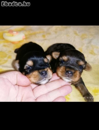 Yorki yorkshire terrier