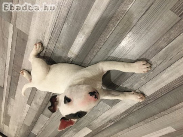 Eladó bullterrier kis kutyus”