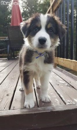 Ausztrál juhászkutya kölykök...