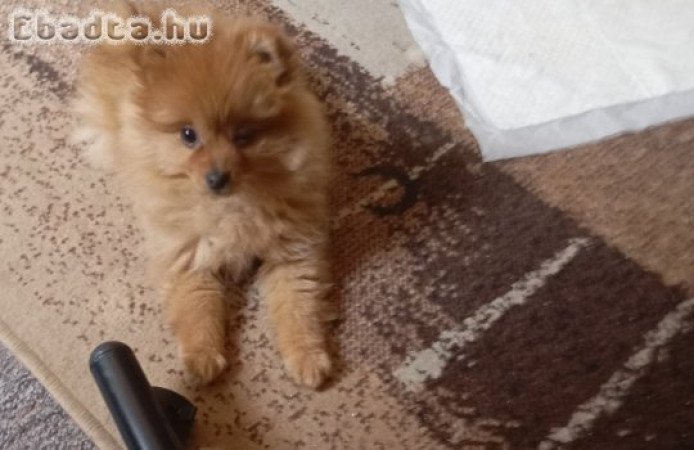 Promerániai spicc jellegü kiskutya eadó