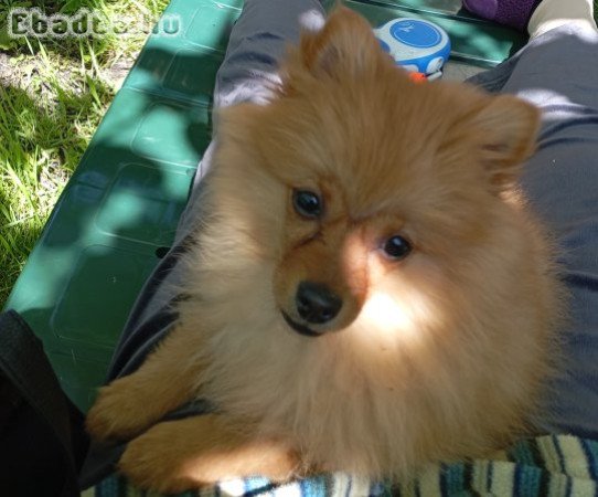 Promerániai spicc jellegü kiskutya eadó