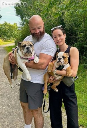 lsuzygood@gmail.com Angol bulldog eladó