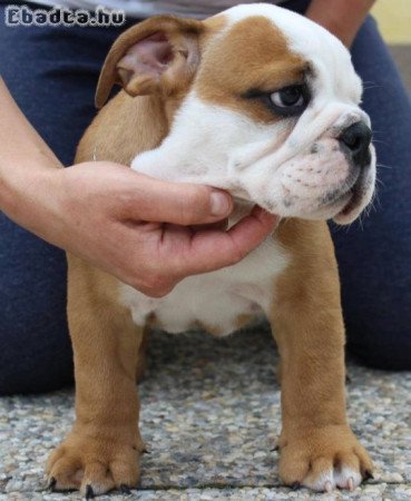 Angol bulldog eladó  lsuzygood@gmail.com