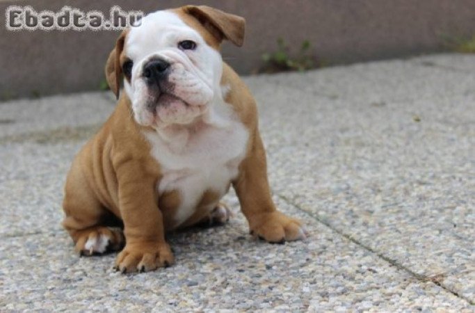 Angol bulldog eladó