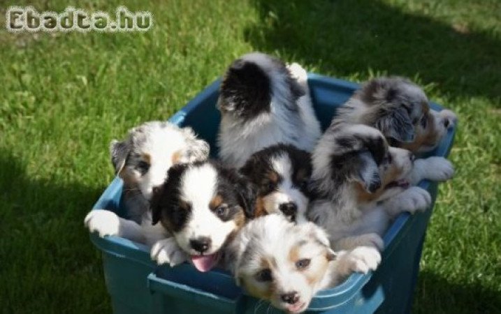 8 Gyönyörű fajtatiszta ausztrál juhászkutya