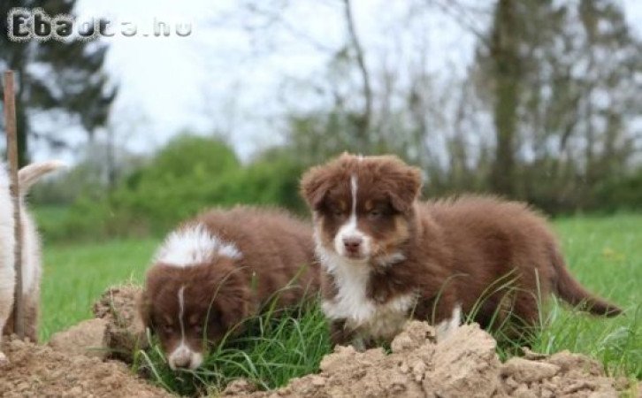 ausztrál juhászkutya örökbefogadásra kínálunk
